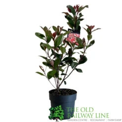 Photinia Fraseri 'Carré Rouge' 2Ltr Pot (NL) 5 Photinia Fraseri 'Carré Rouge' 2Ltr Pot (NL) -Garden Care Store 0000000398517