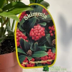 Skimmia Japonica 'Temptation' 2Ltr Pot (NL) -Garden Care Store 0000000398528 2