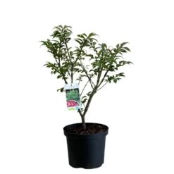 Euonymus Alatus 'Compactus' Plant 4Ltr Pot (NL)