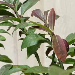 Euonymus Alatus 'Compactus' Plant 4Ltr Pot (NL) 5 Euonymus Alatus 'Compactus' Plant 4Ltr Pot (NL) -Garden Care Store 00000275 3