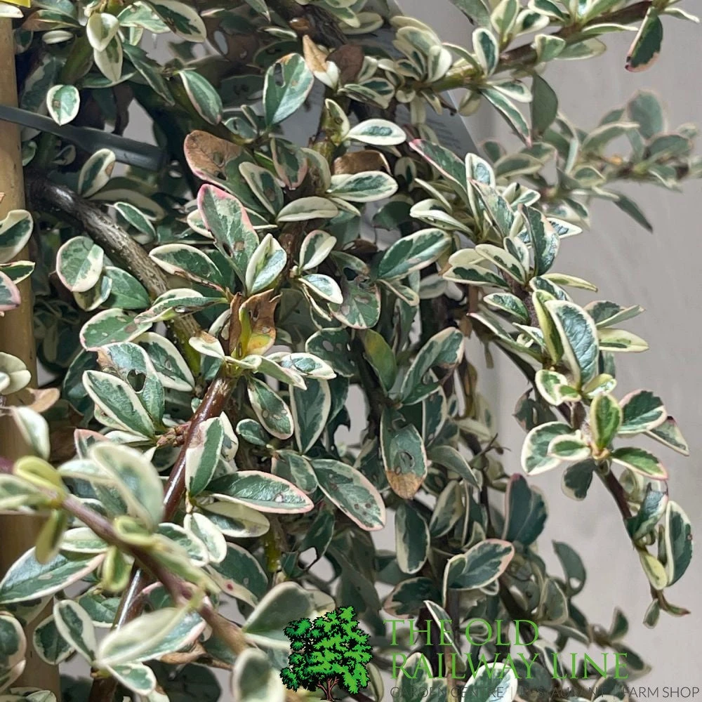 Cotoneaster 'Juliette' 80cm Tall (NL) 2 Cotoneaster 'Juliette' 80cm Tall (NL) - Image 2