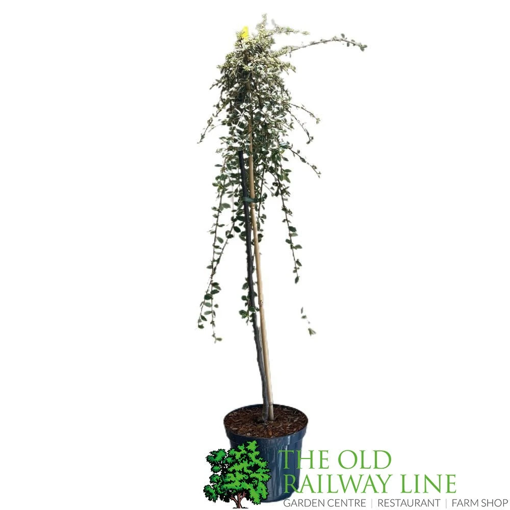 Cotoneaster 'Juliette' 80cm Tall (NL) 1 Cotoneaster 'Juliette' 80cm Tall (NL)