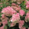 Hydrangea 'Vanille-Fraise' 40cm Tall (NL)
