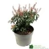 Pieris 'Bonfire' Plant 2Ltr Pot