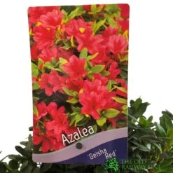 Azalea 'Geisha Red' Plant 3Ltr Pot (NL) 5 Azalea 'Geisha Red' Plant 3Ltr Pot (NL) -Garden Care Store 00001652 2