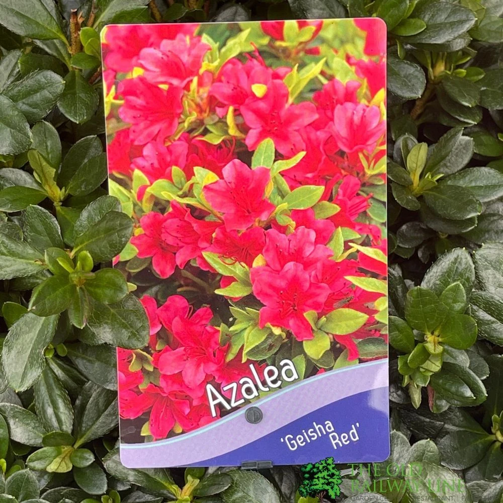 Azalea 'Geisha Red' Plant 3Ltr Pot (NL) 1 Azalea 'Geisha Red' Plant 3Ltr Pot (NL)
