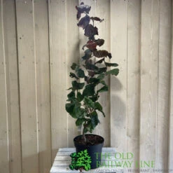Corylus 'Red Majestic' Hazel Tree 70cm Tall (NL) -Garden Care Store 00002653 2