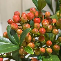 Skimmia Japonica 'Pabella' 4Ltr Pot (NL) -Garden Care Store 00004158 3