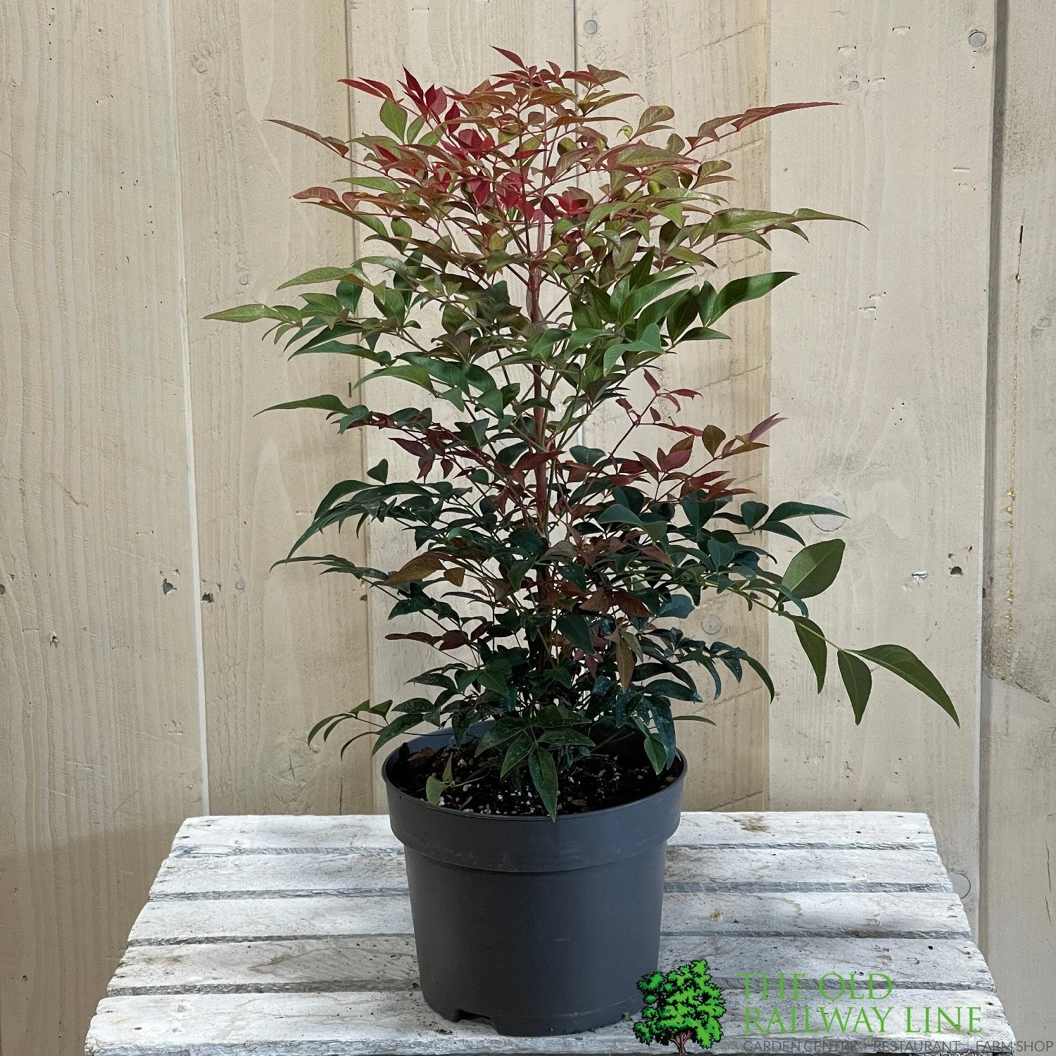 Nandina Domestica 'Obsessed' 2Ltr Pot (NL) 3 Nandina Domestica 'Obsessed' 2Ltr Pot (NL) - Image 3
