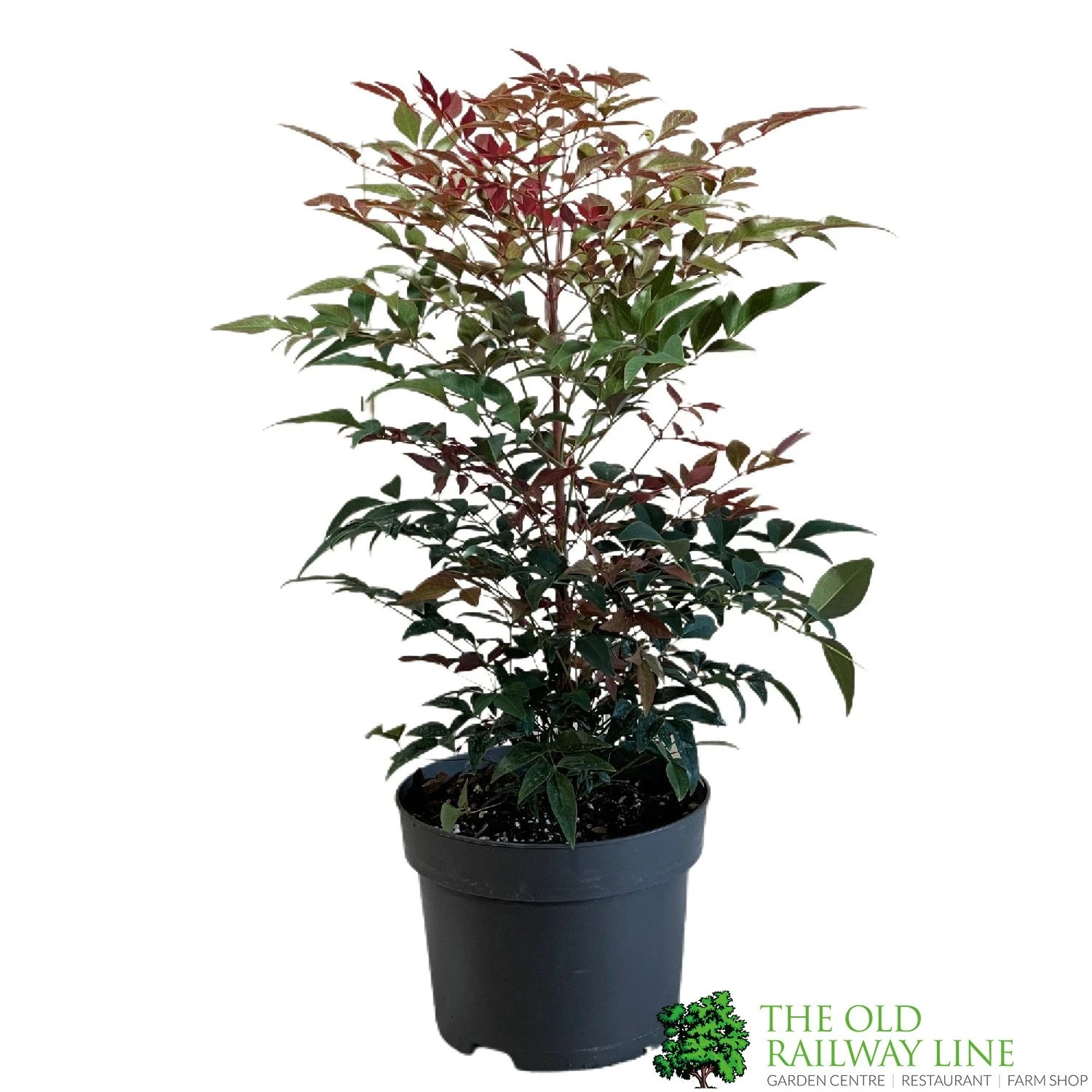 Nandina Domestica 'Obsessed' 2Ltr Pot (NL) 1 Nandina Domestica 'Obsessed' 2Ltr Pot (NL)