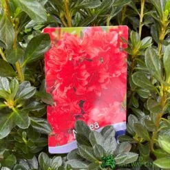 Azalea 'Geisha Orange' 3Ltr Pot (NL) -Garden Care Store 30008869 5b9b6a4d 2eef 4de9 a7d5 74d146507ae8