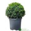 Buxus Ball 30cm Diameter Box Topiary Plant 7.5Ltr Pot