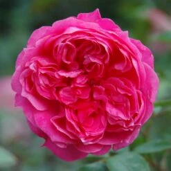 Pink Shrub Rose 'Ivor's Rose' 4Ltr Pot