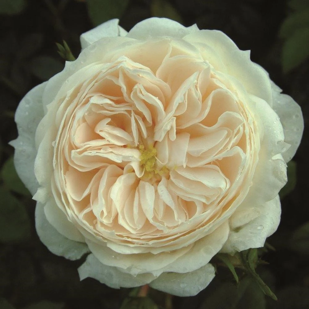 Cream Shrub Rose 'Macmillan Nurse' 4Ltr Pot 1 Cream Shrub Rose 'Macmillan Nurse' 4Ltr Pot