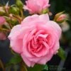 Pink Climbing Rose 'Mamma Mia Courtyard' 3Ltr Pot