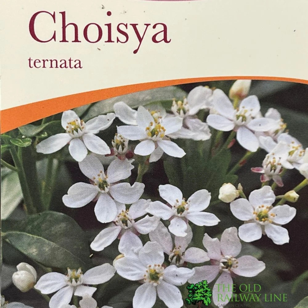 Choisya Ternata Mexican Orange Blossom Plant 3Ltr Pot 1 Choisya Ternata Mexican Orange Blossom Plant 3Ltr Pot