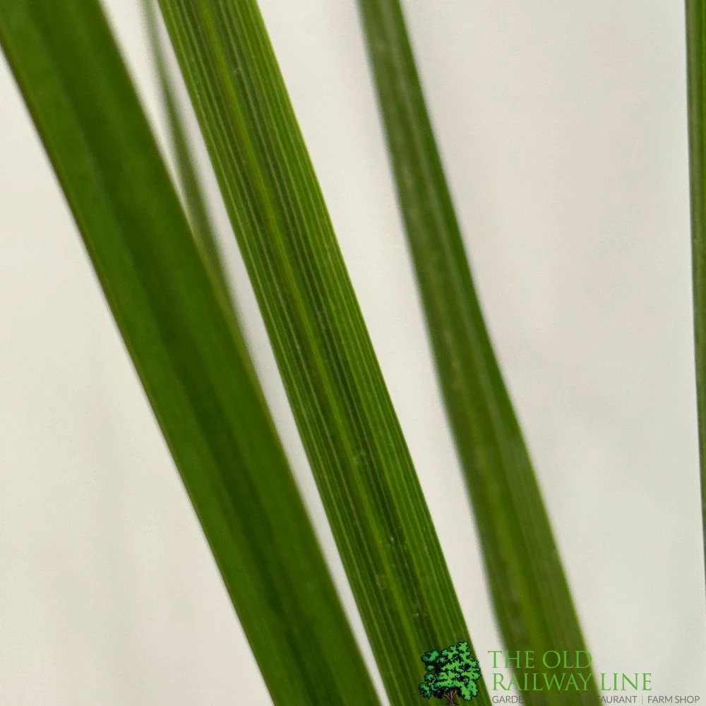 Cordyline Australis 2Ltr Pot 1 Cordyline Australis 2Ltr Pot