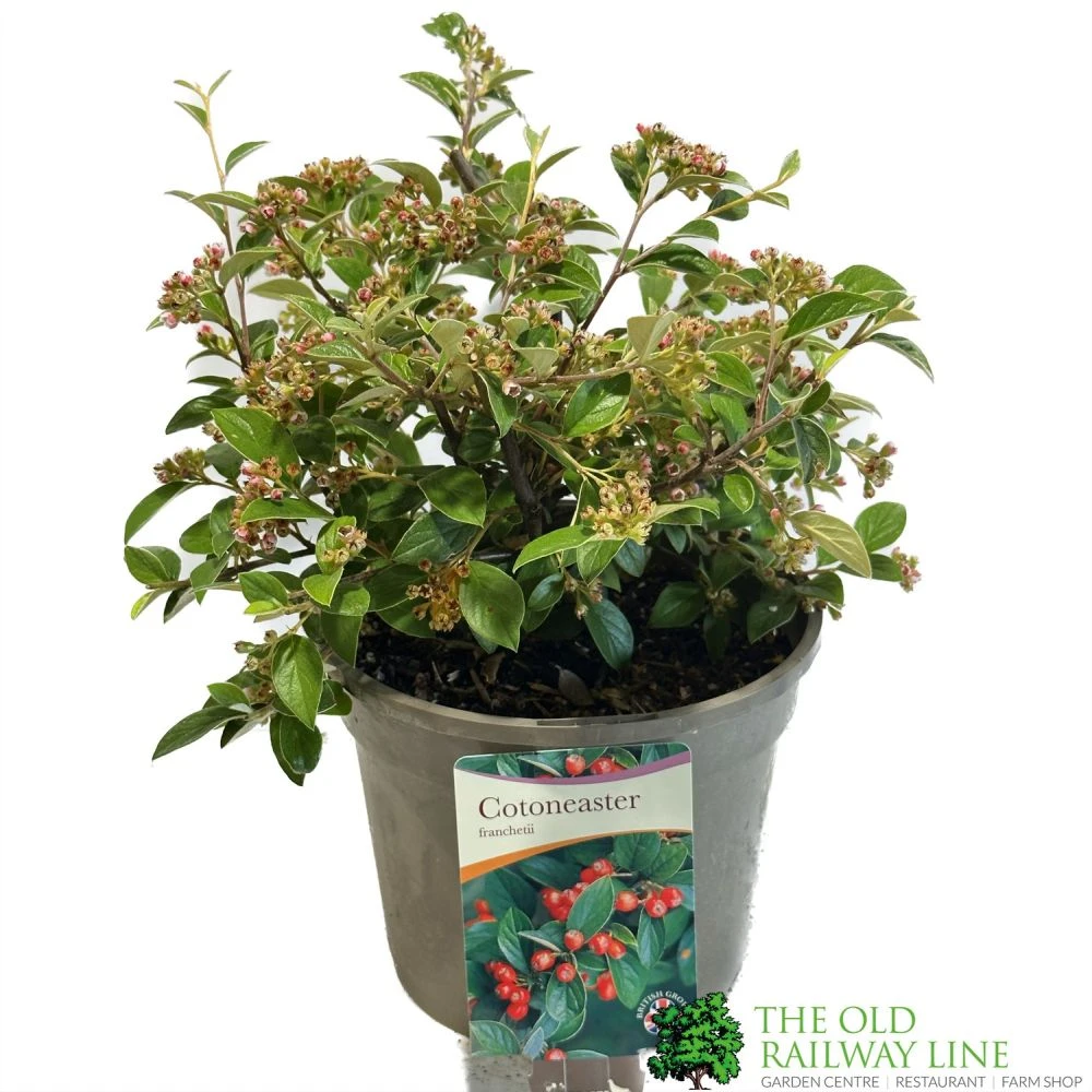 Cotoneaster Franchetii 3Ltr Pot 1 Cotoneaster Franchetii 3Ltr Pot