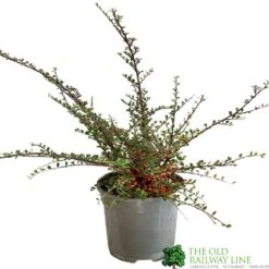Cotoneaster Horizontalis Plant 3Ltr Pot