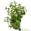 Philadelphus 'Belle Etoile' Mock Orange Plant 3Ltr Pot