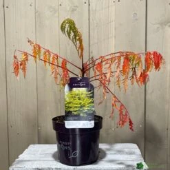 Rhus Typhina 'Tiger Eyes' 3Ltr Pot (NL) 5 Rhus Typhina 'Tiger Eyes' 3Ltr Pot (NL) -Garden Care Store 5019756405453 2