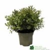 Pittosporum 'Tom Thumb' Plant 3Ltr Pot