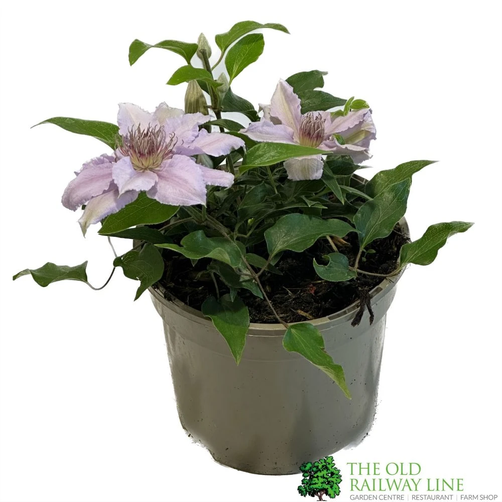 Clematis 'Filigree' Climbing Plant 2Ltr Pot 1 Clematis 'Filigree' Climbing Plant 2Ltr Pot