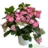 Hydrangea 'Cotton Candy' 5Ltr Pot