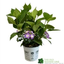 Hydrangea 'Blackberry Pie' 5Ltr Pot