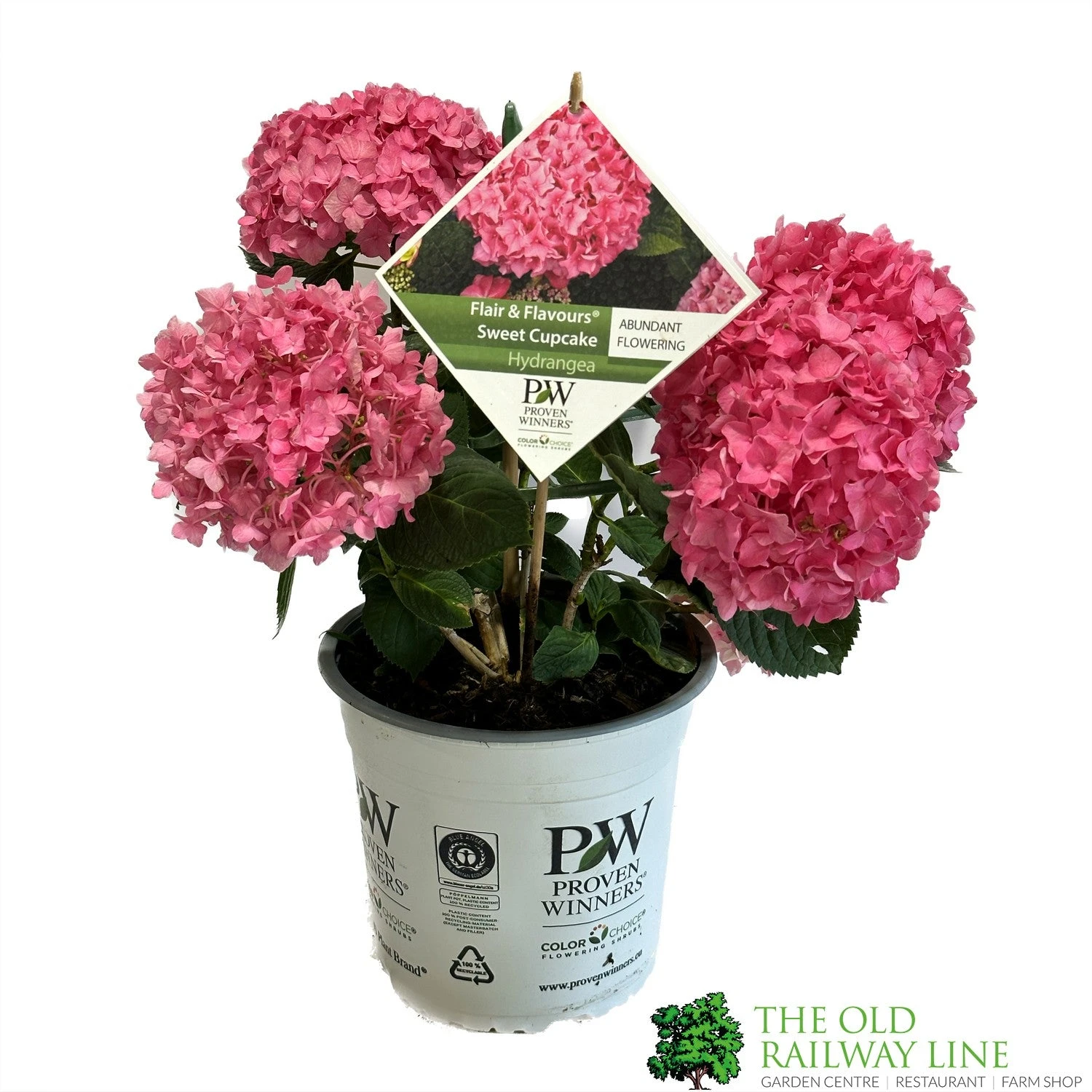 Hydrangea 'Sweet Cupcake' 5Ltr Pot 1 Hydrangea 'Sweet Cupcake' 5Ltr Pot