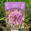 Allium 'Millennium' 2Ltr Pot