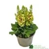 Verbascum 'Dark Eyes' 2Ltr Pot