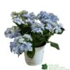 Hydrangea 'Blue Sprinkles' 5Ltr Pot