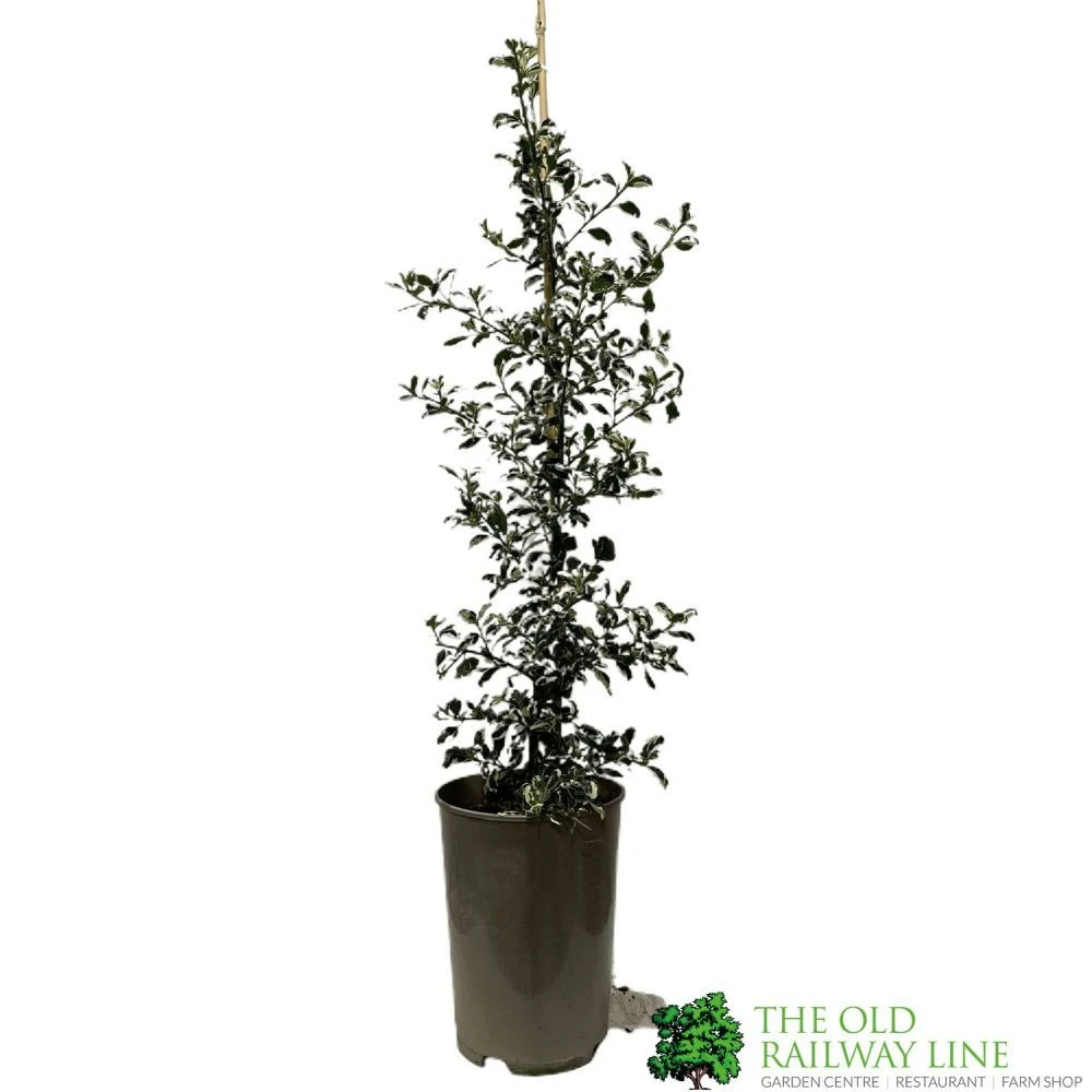 Ceanothus 'Silver Surprise' Plant 3Ltr Pot 1 Ceanothus 'Silver Surprise' Plant 3Ltr Pot