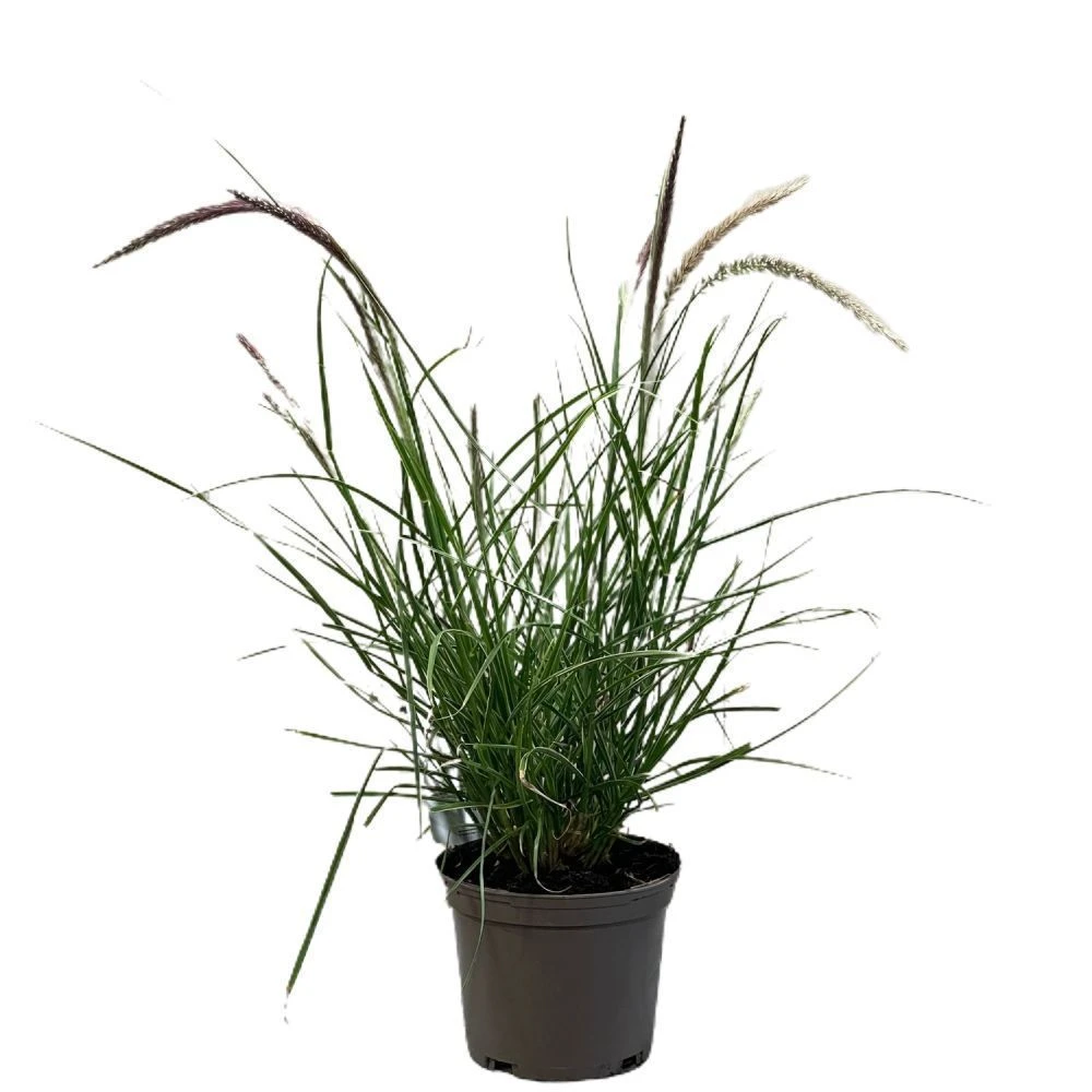 Pennisetum 'Sky Rocket' Grass 2 Ltr Pot 1 Pennisetum 'Sky Rocket' Grass 2 Ltr Pot