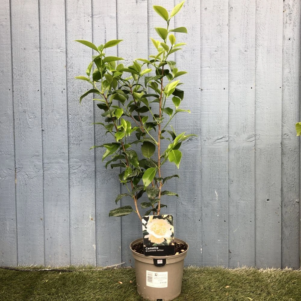 Camellia Japonica 'Brushfield's Yellow' Plant 3Ltr Pot 2 Camellia Japonica 'Brushfield's Yellow' Plant 3Ltr Pot - Image 2