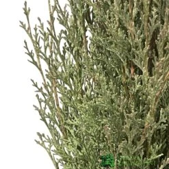 Garden Care Store -Garden Care Store 5021768016893 2