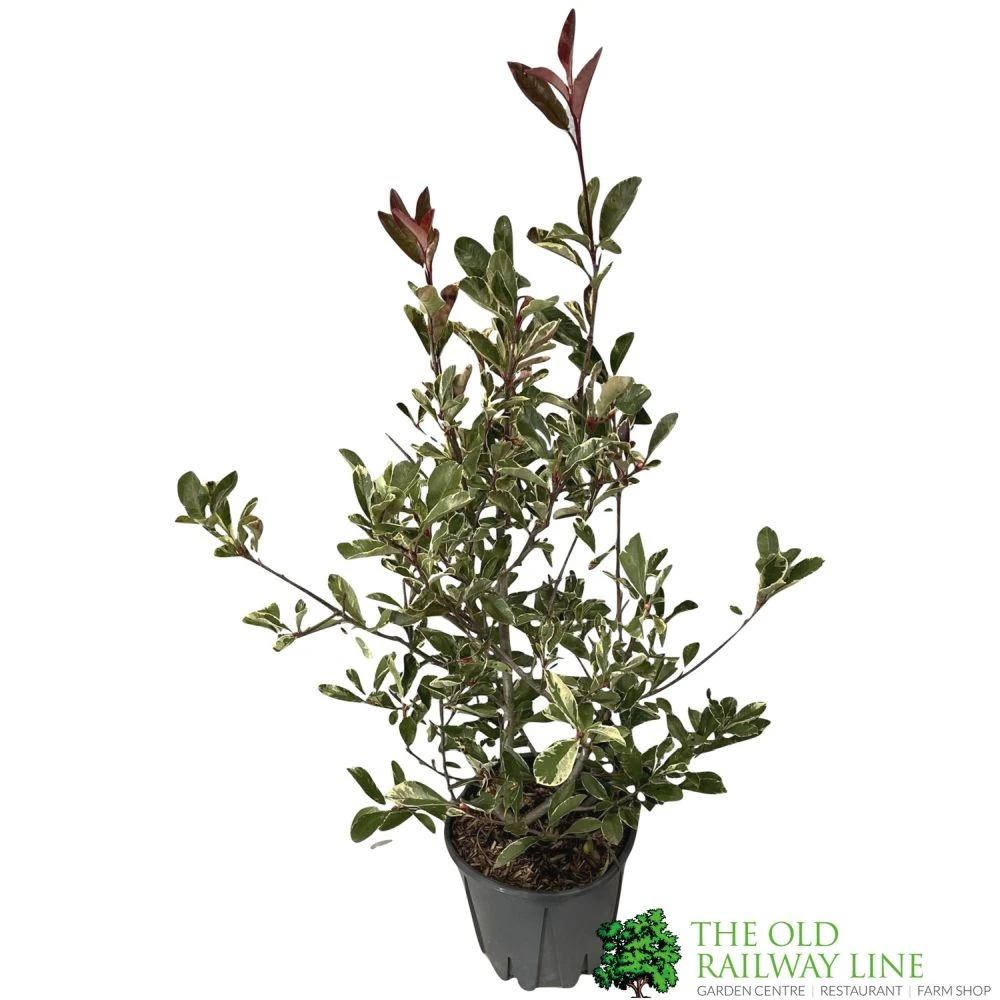 Photinia X Fraseri 'Pink Marble' Plant 80cm Tall (IT) 1 Photinia X Fraseri 'Pink Marble' Plant 80cm Tall (IT)