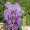 Wisteria Sinensis Climber 1.8m Tall (IT)