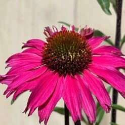 Echinacea 'Sensation Pink' Plant 2 Ltr Pot -Garden Care Store 5021768069202 3