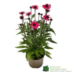 Echinacea 'Sensation Pink' Plant 2 Ltr Pot
