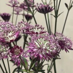 Astrantia 'Star Of Love' Plant 3 Ltr -Garden Care Store 5021768072080 3