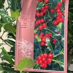 Ilex 'Nellie R.Stevens' Female Holly Bush 10Ltr Pot -Garden Care Store 5021768084373 3