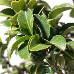 Euonymus Japonicus 'Benkomasaki' 40cm Tall (IT) -Garden Care Store 5021768087787 3