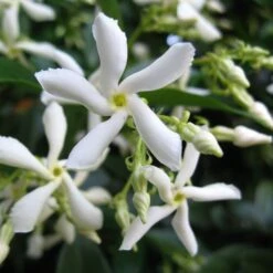 Trachelospermum Jasminoides 'Star Jasmine' Tripod Climber 120cm Tall (IT) 5 Trachelospermum Jasminoides 'Star Jasmine' Tripod Climber 120cm Tall (IT) -Garden Care Store 5021768087930 2 e192d392 7a65 4b82 b30c 4daa1dd0ffc3