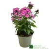 Phlox 'Sweet Summer Rose' 3Ltr Pot