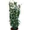 Jasminum Officinale 'Clotted Cream' Jasmine Climber On Trellis 20 Ltr Pot