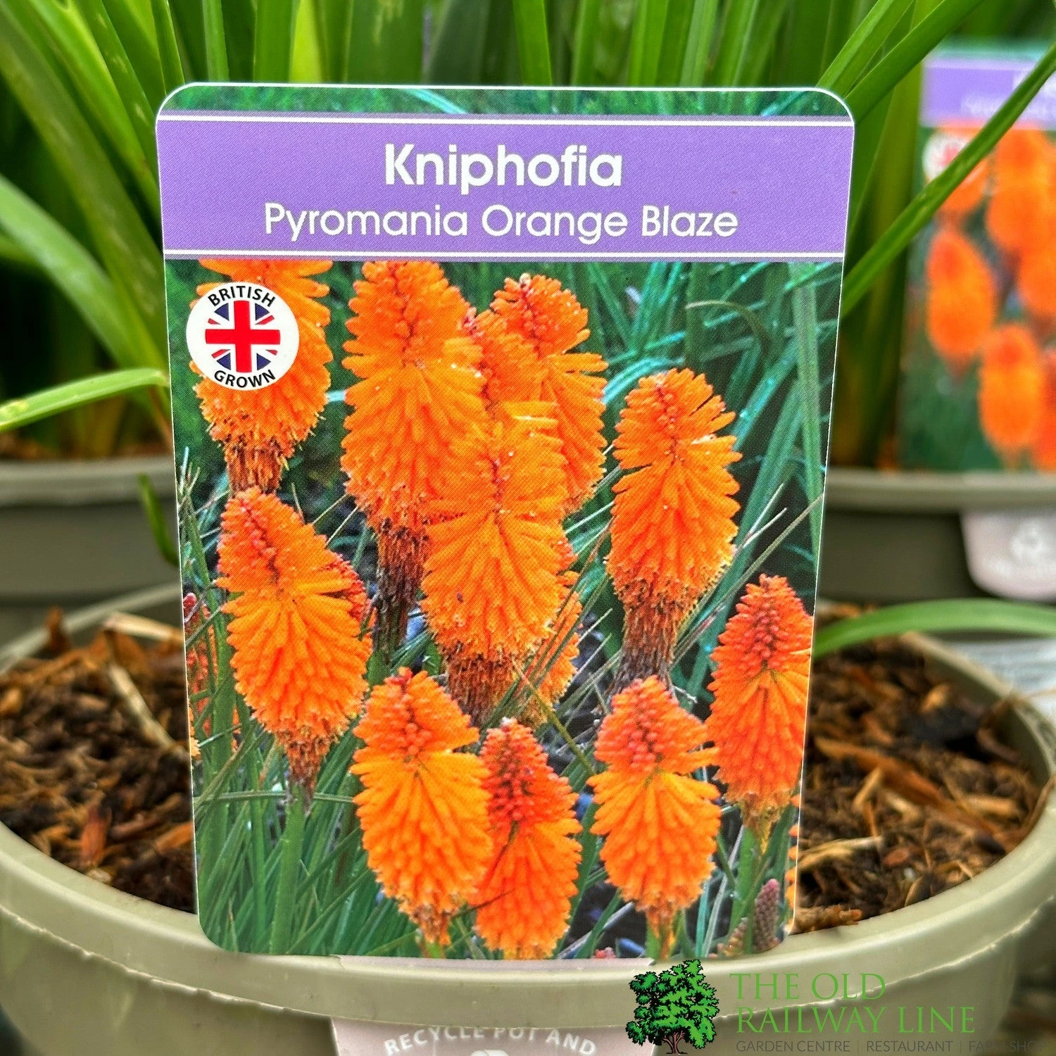 Kniphofia 'Pyromania Orange Blaze' 3Ltr Pot 1 Kniphofia 'Pyromania Orange Blaze' 3Ltr Pot