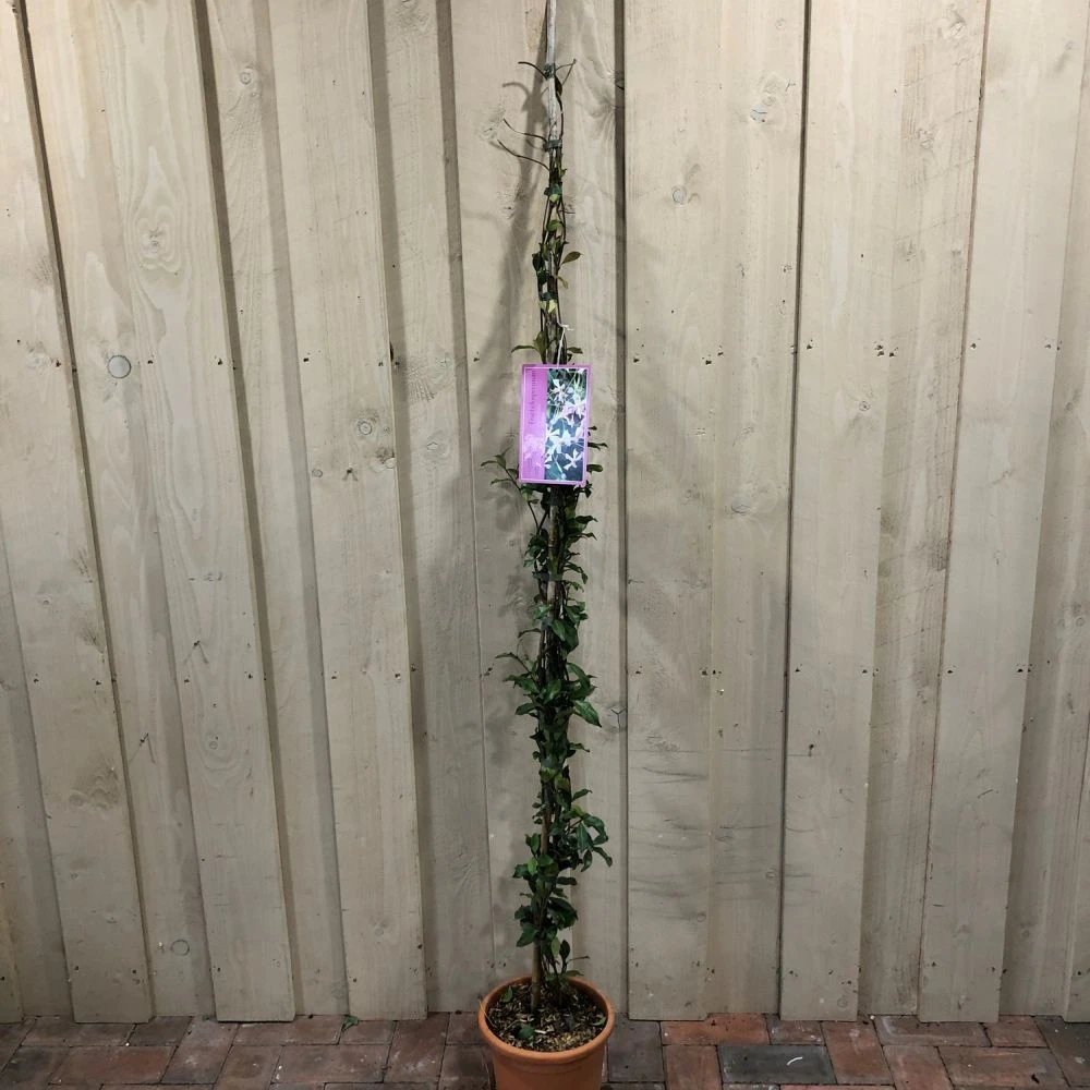 Trachelospermum Asiaticum 'Pink Showers' Climber 1.5m Tall (IT) 1 Trachelospermum Asiaticum 'Pink Showers' Climber 1.5m Tall (IT)