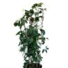 Parthenocissus Quinquefolia Virginia Creeper Climber 20 Ltr Pot
